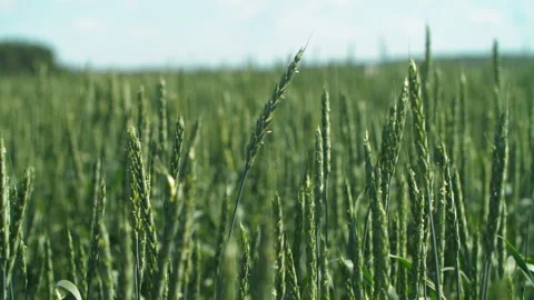 Ears of green wheat sway in the wind 스톡 동영상 153753855