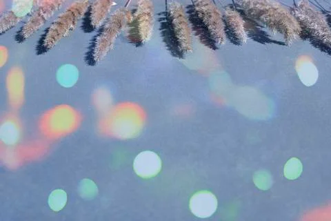 Ears on grey background with copy space for your text. Stock Photos