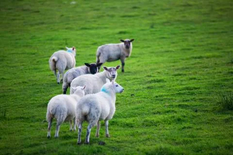 Ears up group sheep  Stock Photos