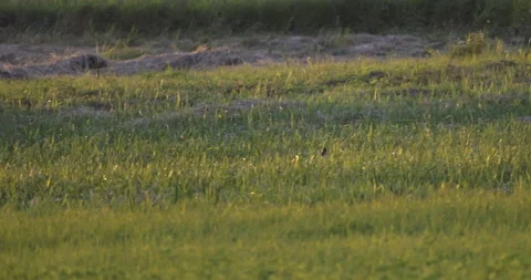 Ears of a hare in the grass, 4K slomo Stock Footage 222064220