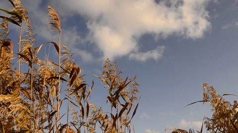 Ears of high grass and cloud Stock Footage 58313030