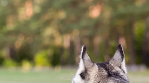 Ears of husky from behind closeup. Stock Footage 55582690