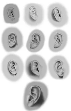 Ears illustration art Stock Illustration