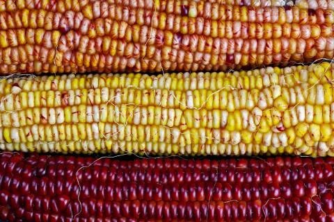 Ears of Indian Maize Stock Photos