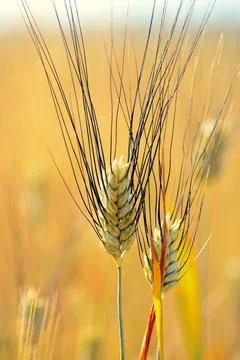 Ears of Italian durum wheat. Durum wheat. Stock Photos