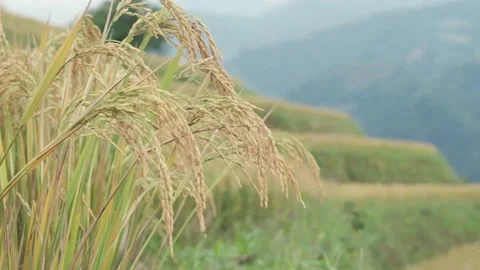 The ears of jasmine rice swaying by the wind in the terraced rice fields. Stock Footage 219035541