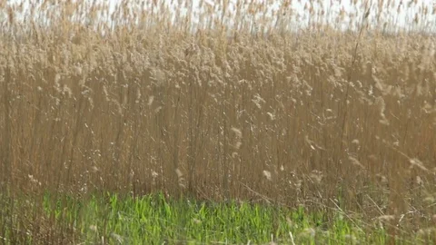 Ears on long stems Bulrush swing from wind Stock Footage 74650799