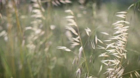 Ears moving in the wind in meadow Stock Footage 131371135