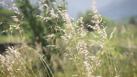 Ears moving in the wind in meadow Stock Footage 131371374