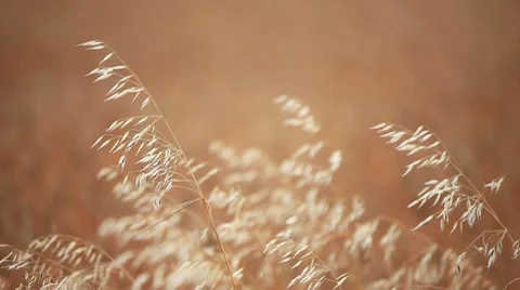 Ears of oats in a field Stock Footage 8574912