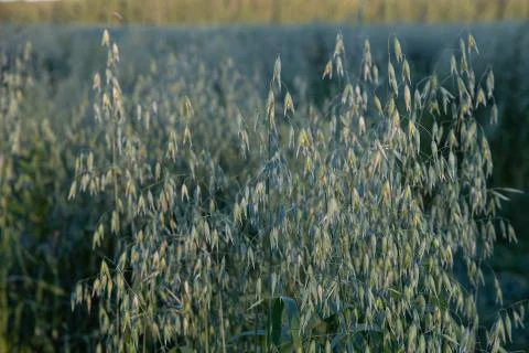 Ears of oats in the field. Stock Photos