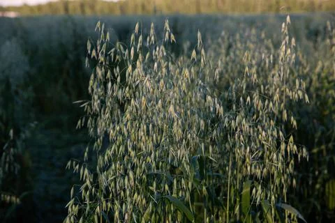 Ears of oats in the field Stock Photos
