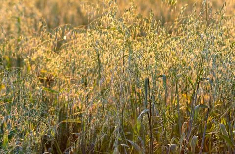 Ears of oats on the field in the rays of the setting sun. Foto stock