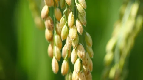 Ears of organic rice close up image, Gyeongsan-si, Gyeongsangbuk-do, So 库存影片 164011040