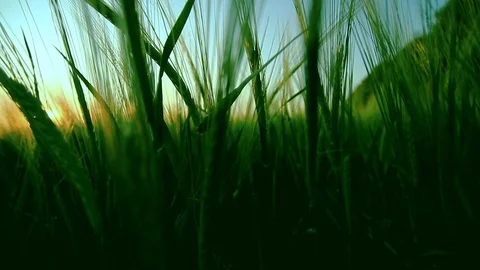 Ears over sky Stock Footage 100661452