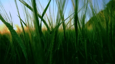 Ears over sky Stock Footage 100661515