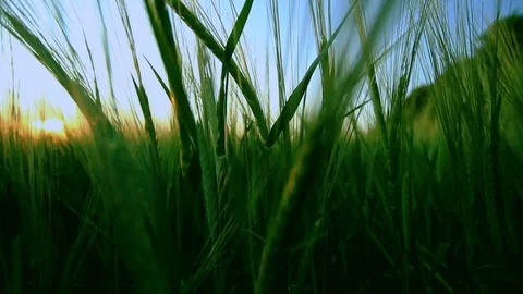 Ears over sky Stock Footage 100661698
