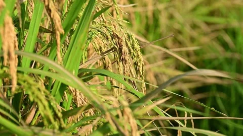 Ears of paddy is swaying in the field Video stock 163598430
