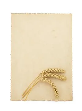 Ears at parchment on white Stock Photos