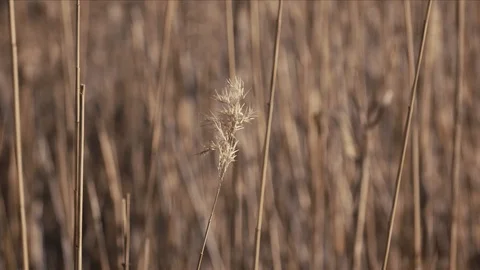 Ears of reeds Stock Footage 117399817