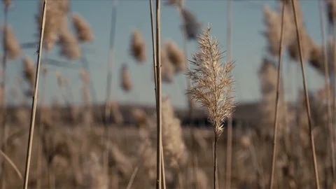 Ears of reeds Stock Footage 117399947