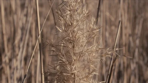 Ears of reeds Stock Footage 117400388