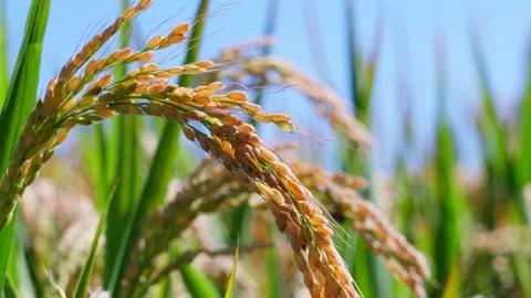 Ears of rice drooping in a rice field Stock Footage 236533429