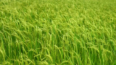 Ears of rice fields swaying gracefully in the wind Stock Footage 237700934