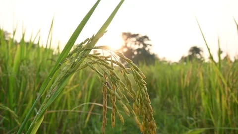 Ears of rice. Stock Footage 258775902