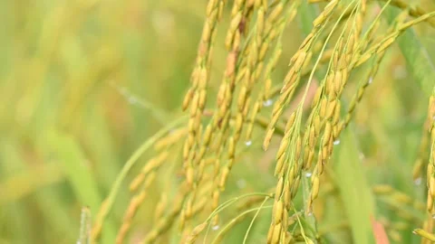 Ears of rice with green blurred background. Stock Footage 294677527