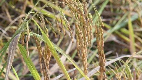 Ears of rice with green blurred background. Stock Footage 300953066