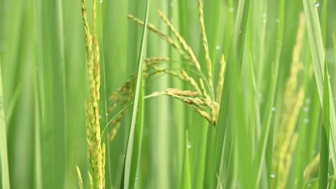 Ears of rice with green blurred background. Stock Footage 321319533