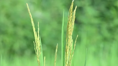Ears of rice with green blurred background. Stock Footage 321319554