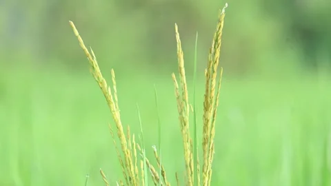 Ears of rice with green blurred background. Stock Footage 321319563