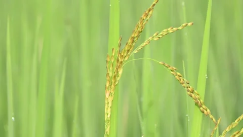 Ears of rice with green blurred background. Stock Footage 321319636