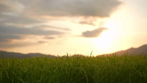 Ears of rice grow Rice fields in evening sunlight Stock Footage 259884452