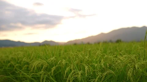 Ears of rice grow Rice fields amidst mountains and evening sunlight Stock Footage 259884461