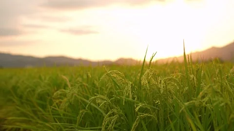 Ears of rice grow Rice fields amidst mountains and evening sunlight Stock Footage 259884463