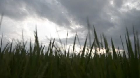 Ears of rice in the light of dusk Stock Footage 218996980