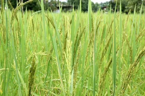 Ears of rice Stock Photos