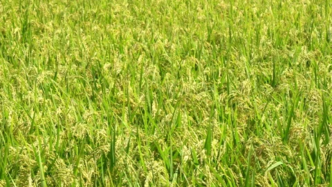 Ears of rice swaying in the wind Video stock 140626715