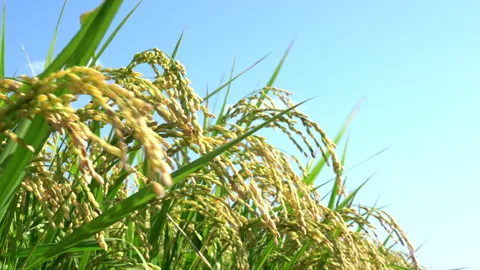 Ears of rice swaying in the wind Video stock 140626738