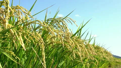 Ears of rice swaying in the wind Video stock 140626764