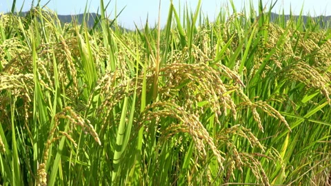 Ears of rice swaying in the wind Video stock 140626766