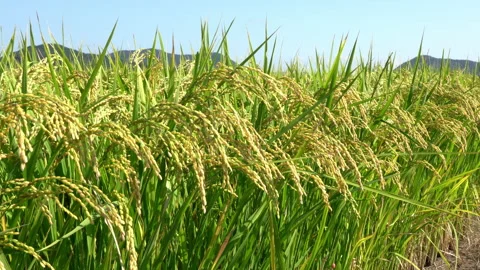 Ears of rice swaying in the wind Video stock 140626873