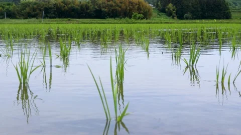 Ears of rice swaying in the wind Stock Footage 243466952