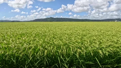 Ears of rice swaying in the wind Stock Footage 248111576