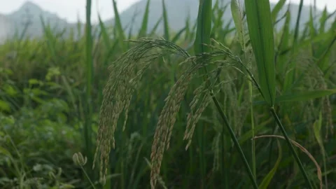 Ears of rice swaying in the wind in rice field 4k Video stock 221859703