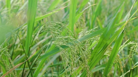 Ears of rice swaying in the wind in rice field 4k Video stock 221859846