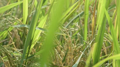 Ears of rice swaying in the wind in rice field 4k Video stock 221859868
